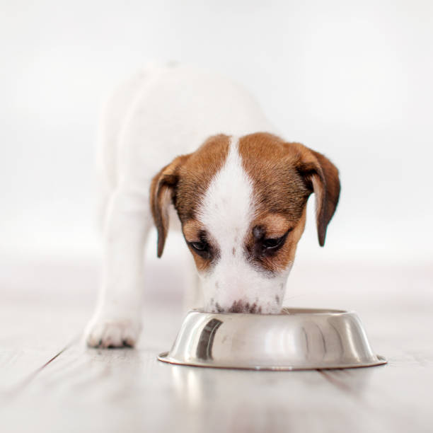 istock Puppy eating food from bowl 1216194924