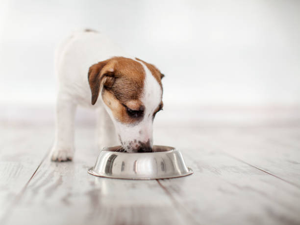 welpen essen essen aus schüssel - dog eating puppy food stock-fotos und bilder