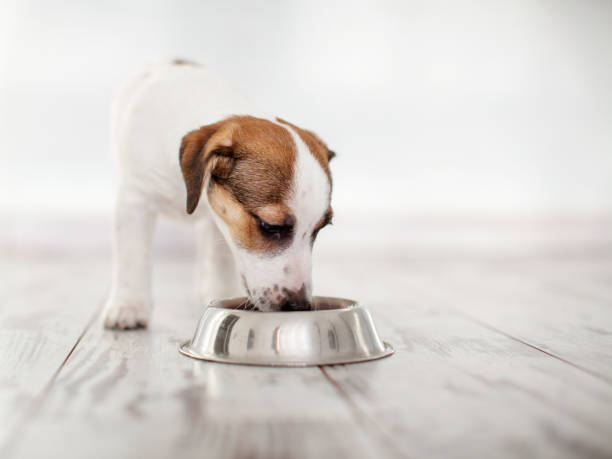 szczeniak jedzący jedzenie z miski - dog eating puppy food zdjęcia i obrazy z banku zdjęć