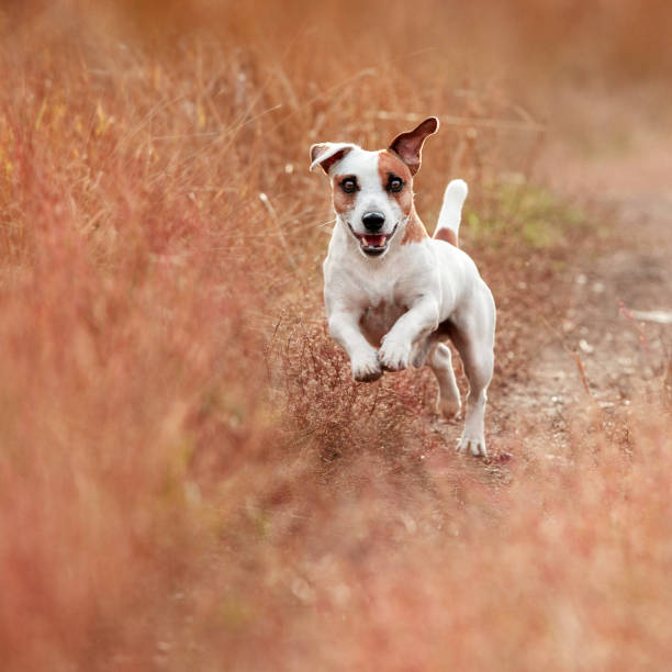 istock Dog running at autumn 1216194977