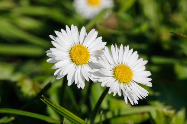 白い一般的なデイジーベリスペレニス極端なクローズアップ - wildflower spring close up daisy ストックフォトと画像