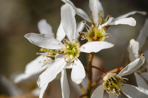 Star shaped white spring blossom on an Amelanchier lamarckii bush, which may have originated in North America. A very attractive garden ornament that offers different colours and points of interest throughout the year.