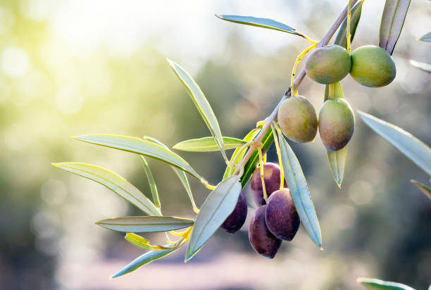 оливковая ветвь в своем дереве почти немой и собирается быть собраны для получения масла. - ohtani стоковые фото и изображения