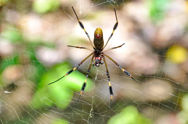 istock Golden Silk Orb-weaver Spider 1216195611