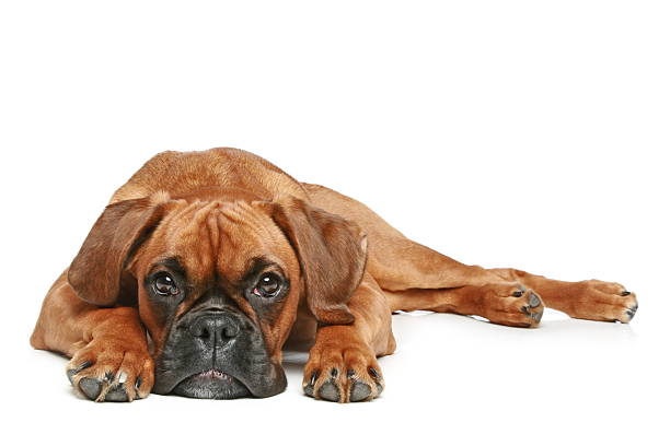 istock German Boxer puppy (5 month) lying on a white background 121619611