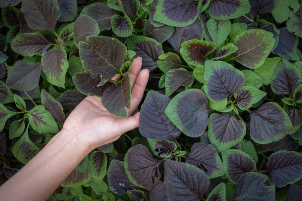 Woman hand holding spinach or red amaranth vegetables in gardens, The scientific name : Amaranthus tricolor