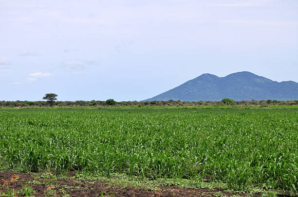 Sorghum field in Africa  south sudan stock pictures, royalty-free photos & images
