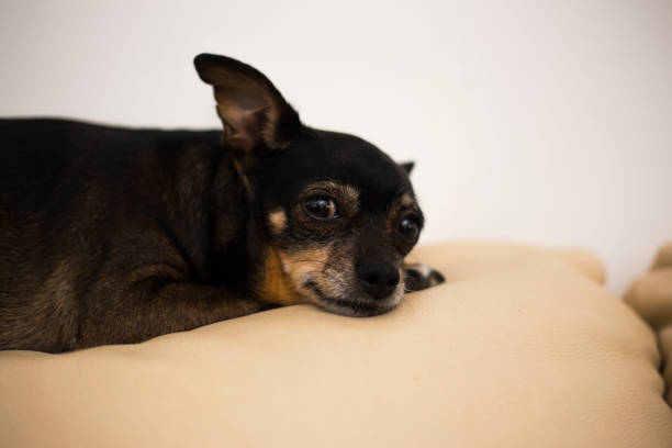 istock Old Toy Terrier portrait. 1216199157