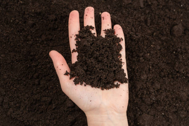 istock Woman hand holding ground. 1216199627