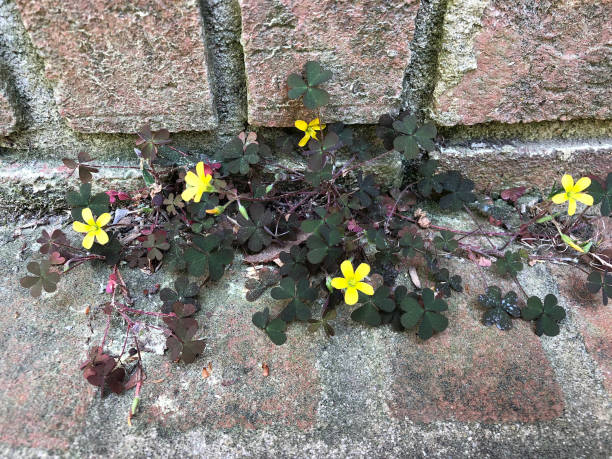istock Wildflowers Growing in Brick Steps 1216199841