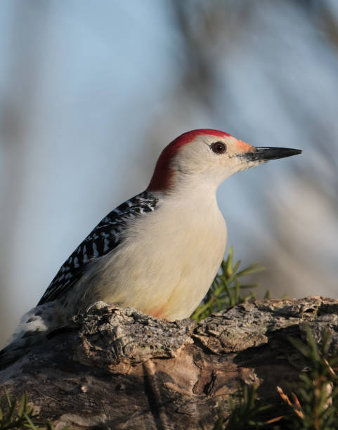 istock Red-Bellieed Woodpecker 1216201740