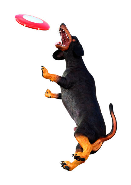 istock 3D illustration dachshund on white 1216204925