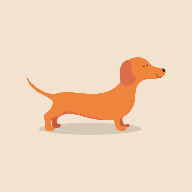 Dachshund dog animal Dachshund dog animal. vector illustration dachshund stock illustrations