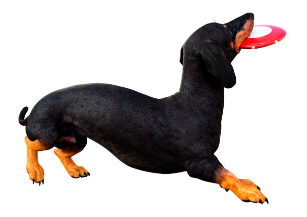 istock 3D illustration dachshund on white 1216204984