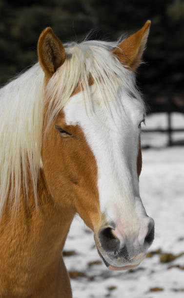istock Horse on a Canadian farm 1216205390