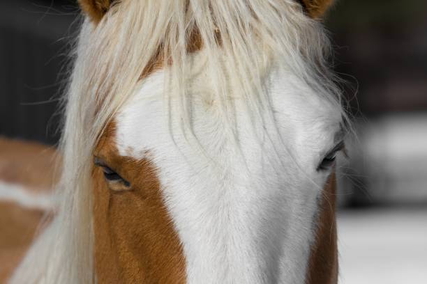 istock Horse on a Canadian farm 1216205395