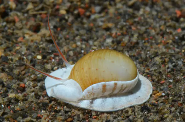Photo of nudibranch sea snail mollusk