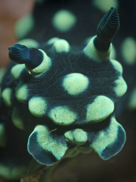 istock nudibranch sea snail mollusk 1216206590