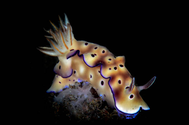 A colorful white gypsy nudibranch crawls across the sandy bottom at night.