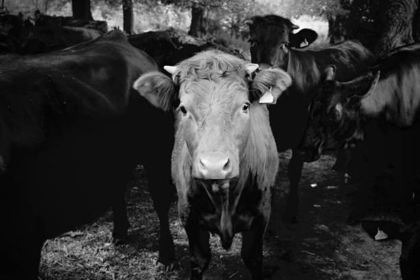 Light coloured cow standing amongst a group of black cows stock photo