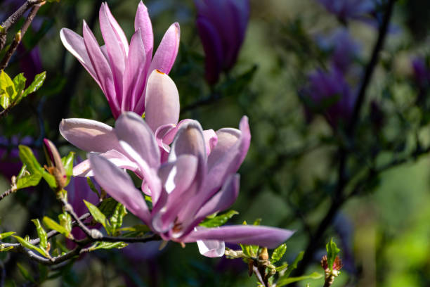 beautiful pink magnolia soulangeana flowers on a tree. - plant white magnolia tulip tree imagens e fotografias de stock