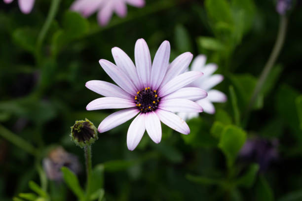 istock Flowers in a roadside flower garden 1216207320