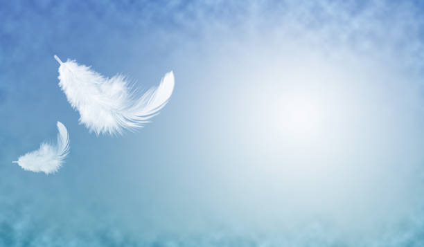 istock Feather abstract background, Soft white feather floating in the air 1216207377