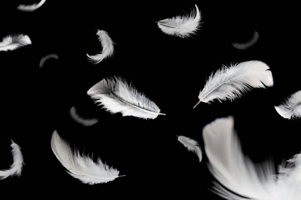 istock Feather abstract background, Soft white feathers floating in the dark 1216207387