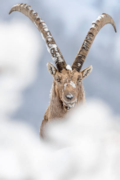 istock Alpine Ibex in the snow (Capra ibex) 1216208539