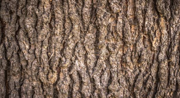 strukturierte baumrin natur nahaufnahme für hintergrund - bark textured close up tree stock-fotos und bilder