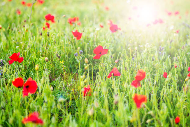 Poppy field and - wheat during springtime in SpainBarcelona province