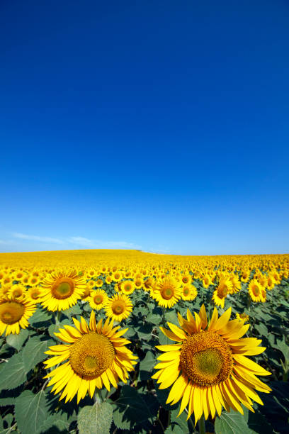 plantation de tournesols avec un jour bleu de ciel - sunflower field scenics landscape photos et images de collection