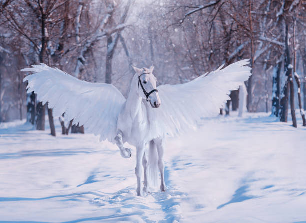 fantasía luz del sol divina fabuloso pegaso mítico. blanco hermosas alas de pájaros creativos. puestos de animales en el bosque nevado de invierno telón de fondo. navidad de cuento de hadas. fondo de pantalla de fotografía. caballo de disfraces de art - mythology horse pegasus black and white fotografías e imágenes de stock