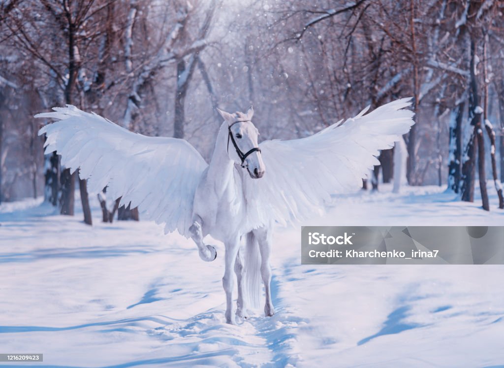 Fantasy Divine Sunlight Fabulous Mythical Pegasus White Beautiful Creative Birds Wings Animal Stands On Backdrop Winter Snowy Forest Fairy Tale Christmas Photography Wallpaper Art Costume Horse Stock Photo - Download Image Now - Fantasy Divine Sunlight Fabulous Mythical Pegasus White Beautiful Creative Birds Wings Animal Stands On Backdrop Winter Snowy Forest Fairy Tale Christmas Photography Wallpaper Art Costume Horse Stock Photo - Download Image Now -