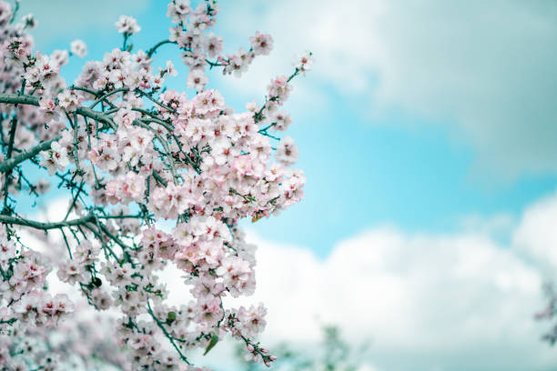 istock Almond Tree Blooming in Orchard at Spring. Pink Flowers Petal at Springtime 1216209514