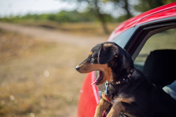 istock Happy dog has her head out a car window 1216210194