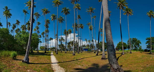 istock Palm Islands of coral reefs 1216210204