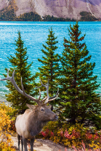 istock Beautiful deer grazes on the shore 1216210351