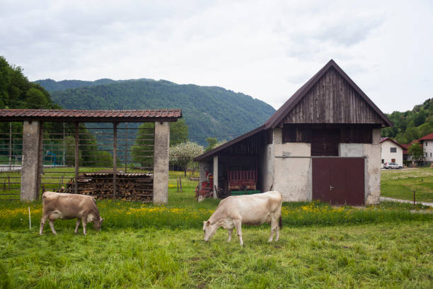 istock Cow grazing in the meatdown 1216211269