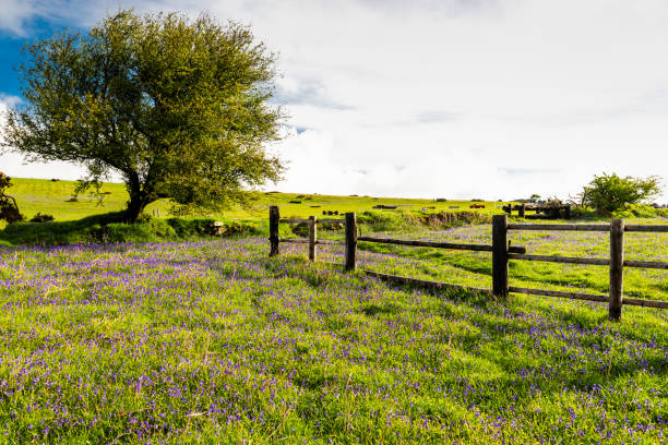 bluebell en full bloom en wild meadows. bluebell blooming en countryside en devon, reino unido a finales de primavera - late spring fotografías e imágenes de stock