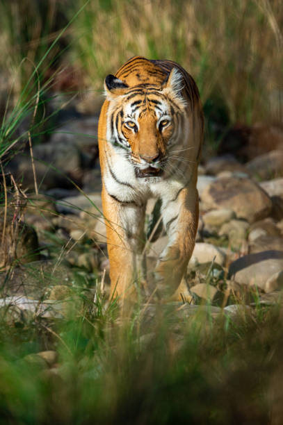 tiger kommer huvudet på dhikala zon jim corbett nationalpark, uttarakhand, indien - panthera tigris - uttarakhand bildbanksfoton och bilder