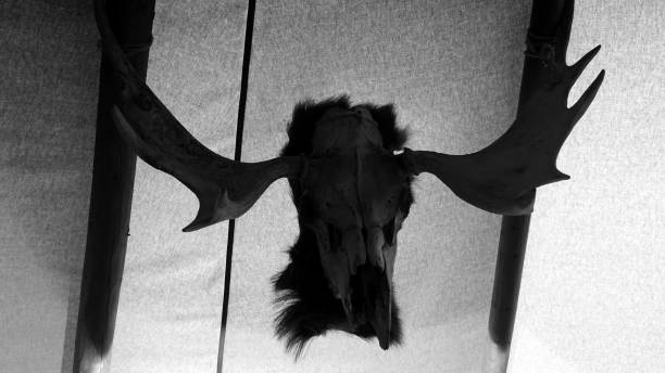 ムースの頭蓋骨の写真 - antler stag trophy animal skull ストックフォトと画像