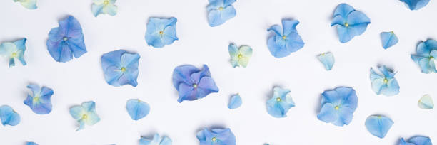 istock Flowers composition. Floral pattern of blue flowers hydrangea on white background. Creative floral texture. Flowers pattern flat lay 1216215930