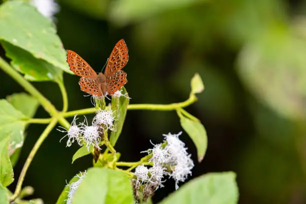 A punchinello butterfly from vietnam