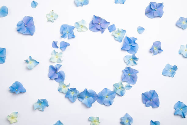 istock Flowers composition. Frame made of blue flowers hydrangea on white background. Creative floral texture. Flowers pattern, flat lay. Top view 1216215957