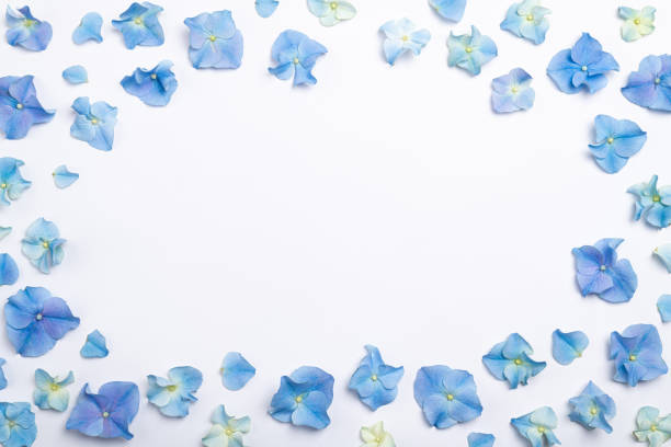 istock Flowers composition. Frame made of blue flowers hydrangea on white background. Creative floral texture. Flowers pattern, flat lay. Top view 1216215972
