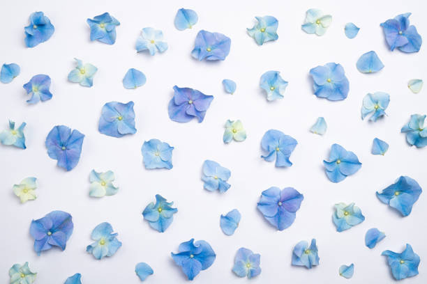 Flowers composition. Floral pattern of blue flowers hydrangea on white background. Creative floral texture. Flowers pattern flat lay. Top view
