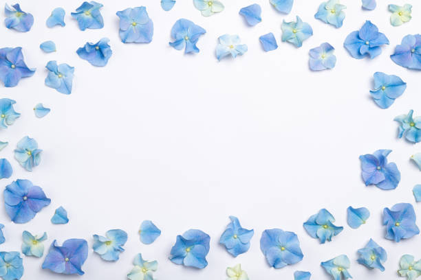 istock Flowers composition. Frame made of blue flowers hydrangea on white background. Creative floral texture. Flowers pattern, flat lay. Easter, mothers day, womens day concept 1216216012