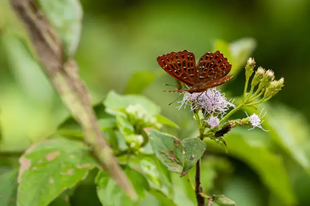 A punchinello butterfly from vietnam