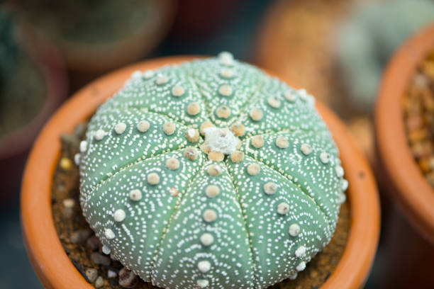 Astrophytum asterias cactus in pot show nature background